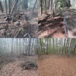 yard waste cleanup